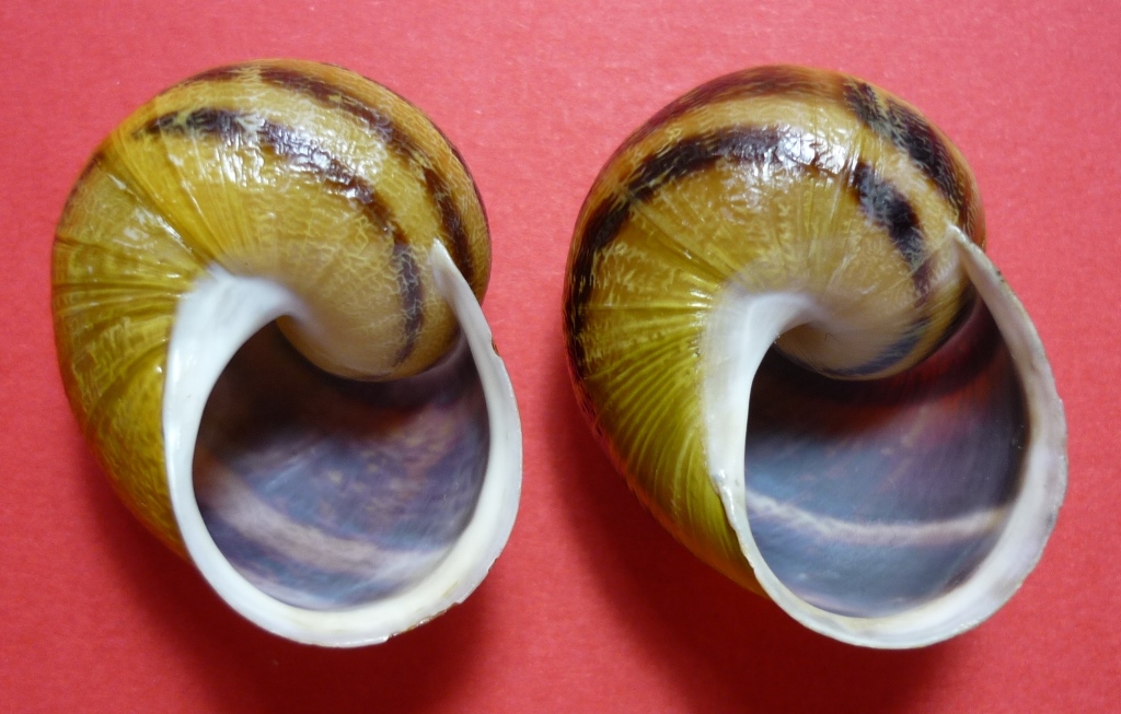 Isola Maggiore sul Trasimeno